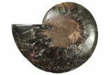 Cut & Polished Ammonite Fossil (Half) - Unusual Black Color #241548-1